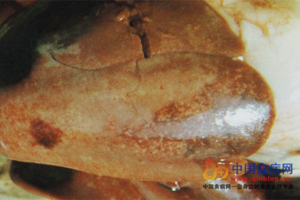 壞死性腸炎肝臟腫大,、質(zhì)脆,，有大量壞死點或斑